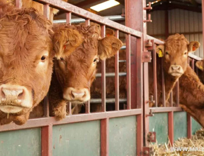 Modern machines can save time and effort in modern cattle sheds