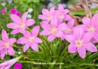 Comprehensive Guide to Growing and Caring for Rain Lilies