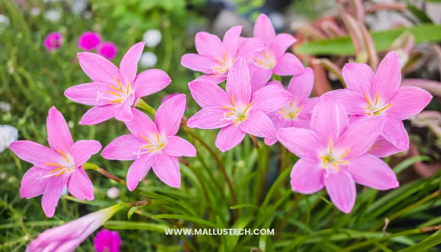 Comprehensive Guide to Growing and Caring for Rain Lilies