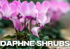 The Enchanting World of Daphne Shrubs: A Gardener’s Guide to Fragrant Beauty