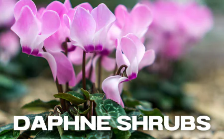 The Enchanting World of Daphne Shrubs: A Gardener’s Guide to Fragrant Beauty