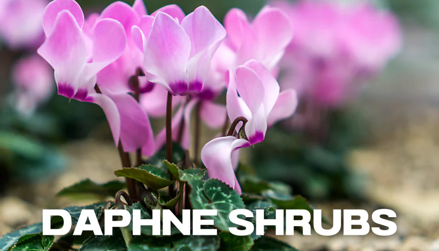 The Enchanting World of Daphne Shrubs: A Gardener’s Guide to Fragrant Beauty